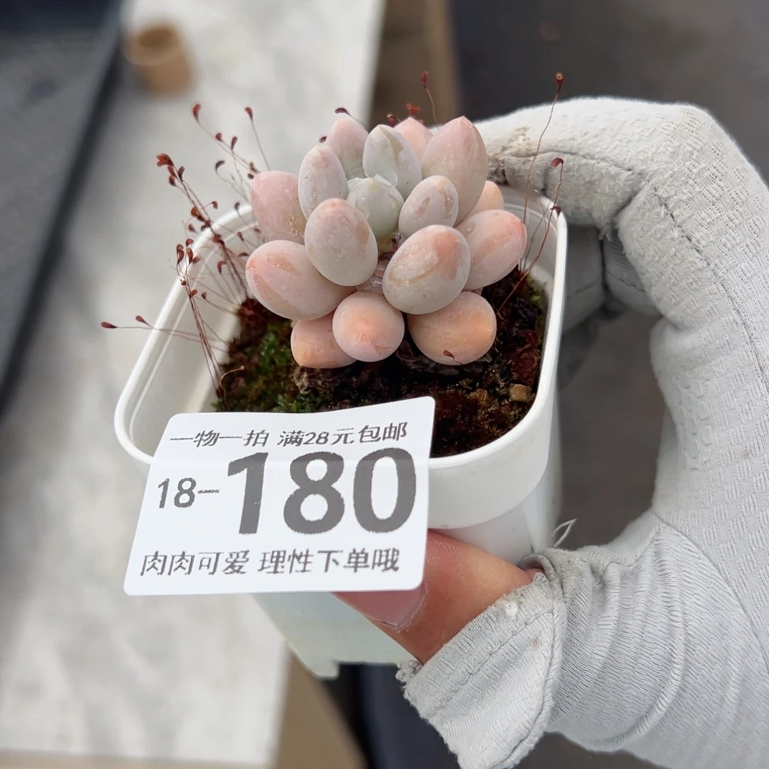 汤圆多肉多肉多肉多肉