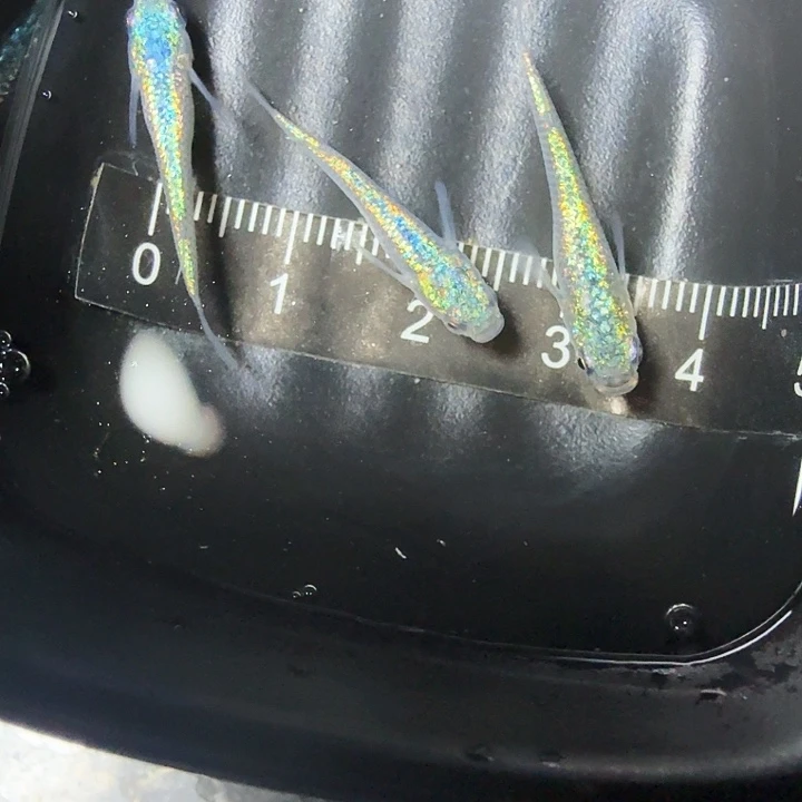 青鳉鱼96号拍品极上海王星