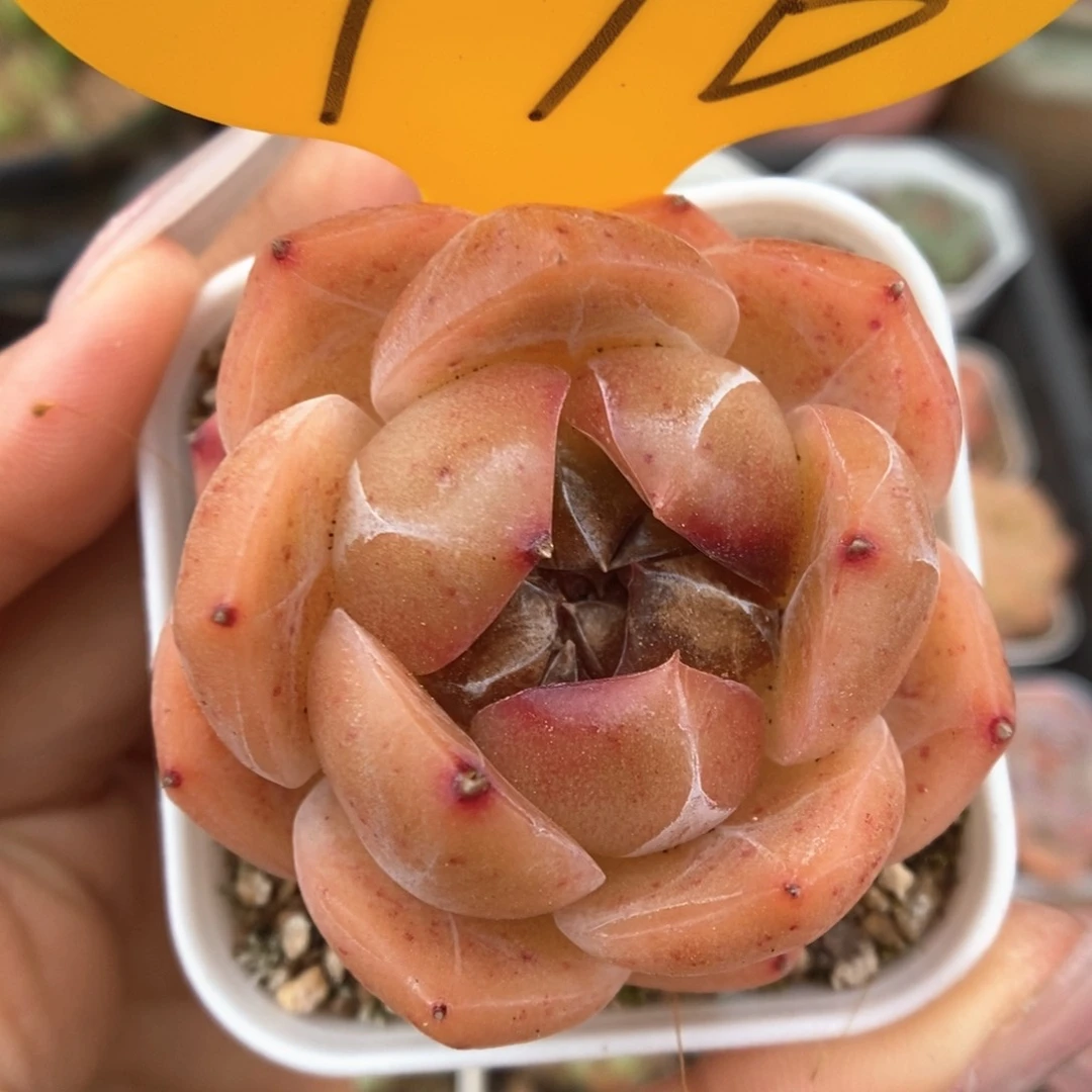 熊猫珍妮可拍776号。