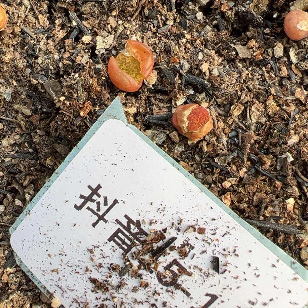 15-145量拍朱雀勋章一颗