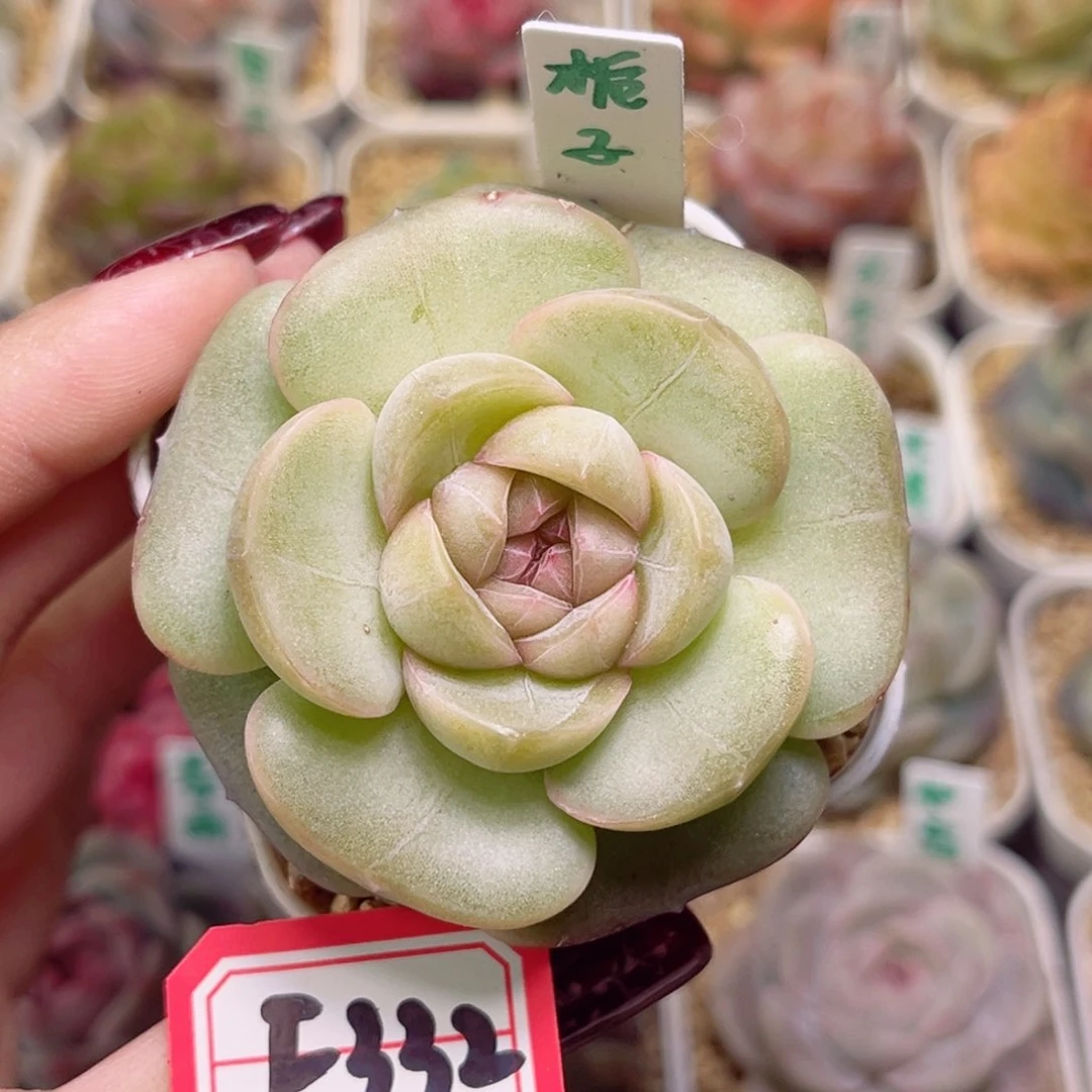 杳*F332一物一拍 栀子