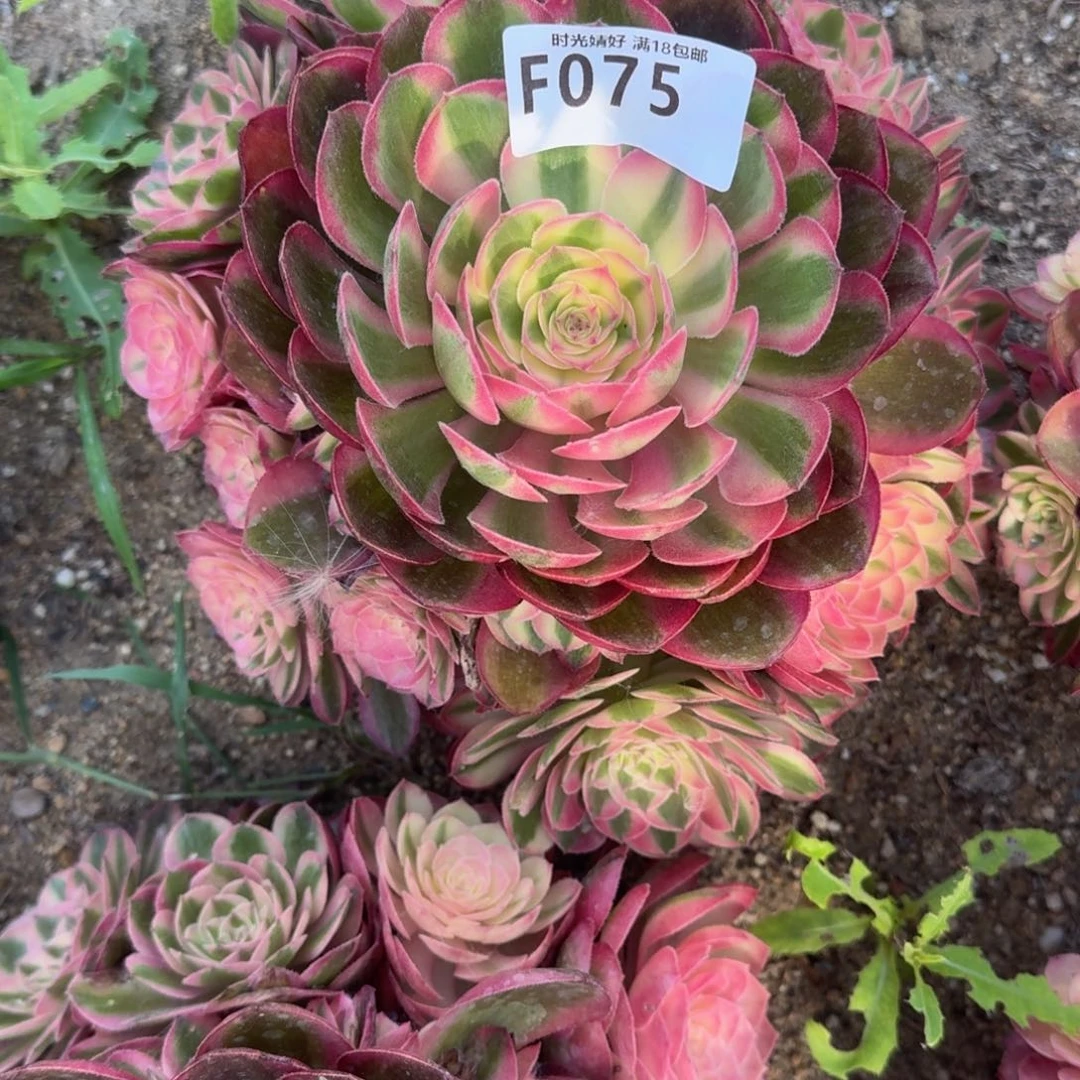 依*075荔枝寄养到秋上白盆多肉