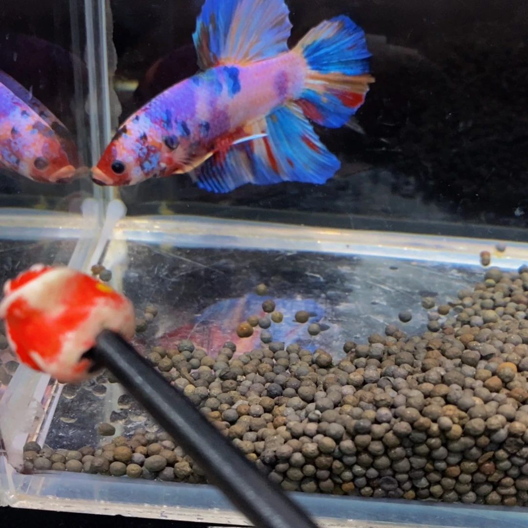 斗鱼220巨斗巨斗