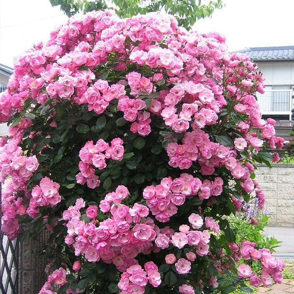 【安吉拉】藤本月季花苗当年开花月季花苗庭院植物紫色栽送肥料