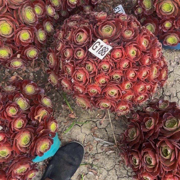 荷兰玫瑰29-19包邮花花