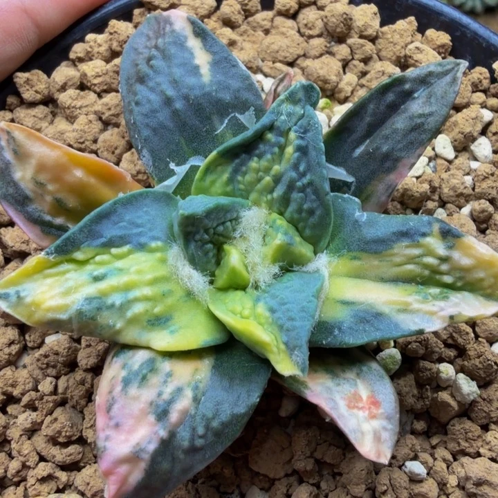七彩蓝莲花牛舌怒锦