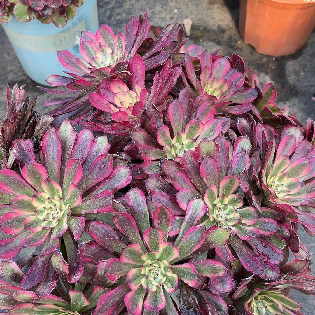月婵法师多肉植物漂亮