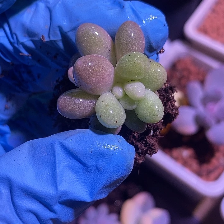 粉色恋人锦多肉植物