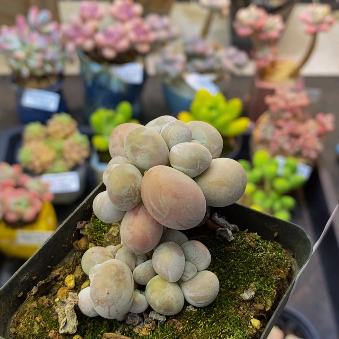 303 芭比奶奶酪4厘米