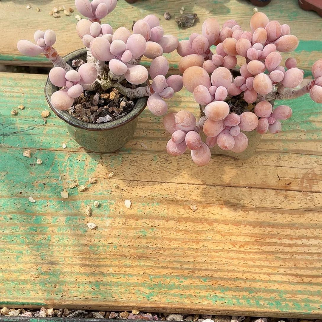 多肉植物的生长发育