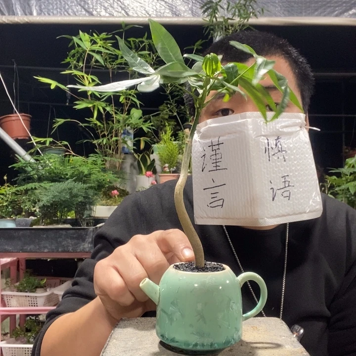 就***）以实际为准盆景绿植盆栽26