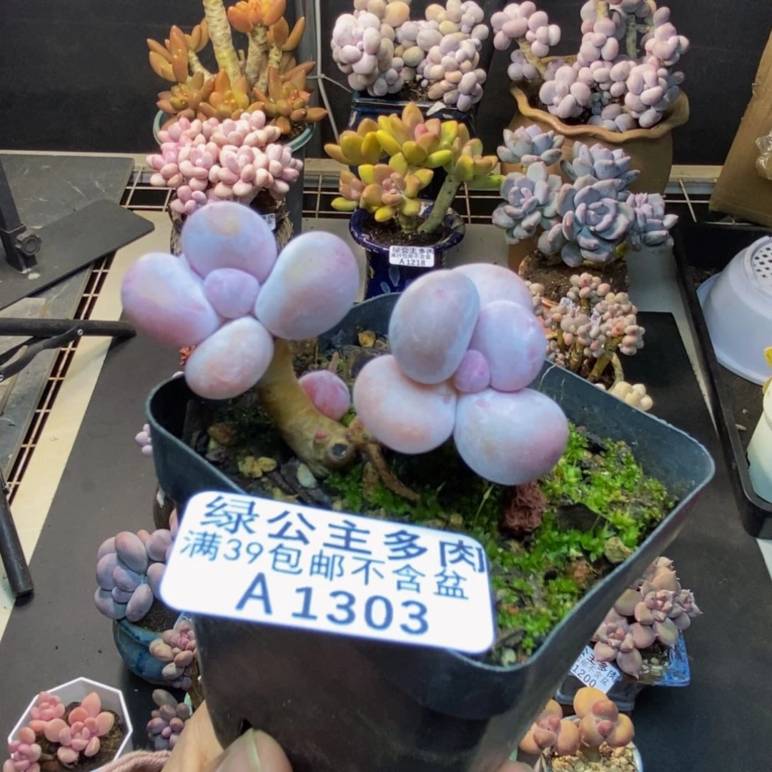 303蛋黄奶多肉4cm
