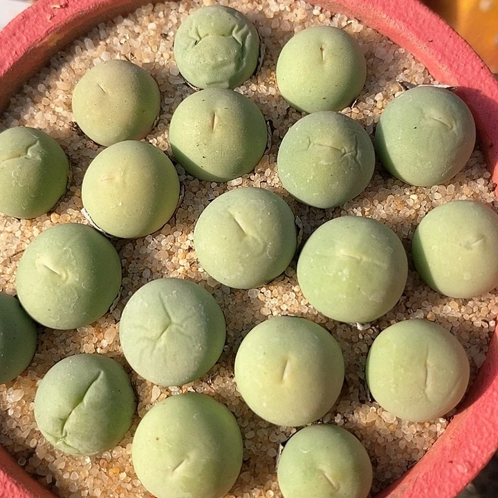 鸽子蛋一颗  1厘米    买5送1