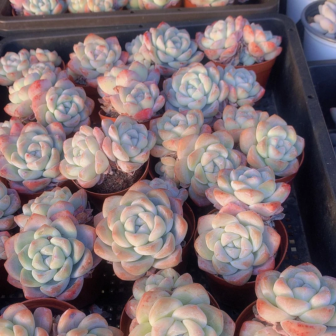 两颗双头冰玉4556788999990