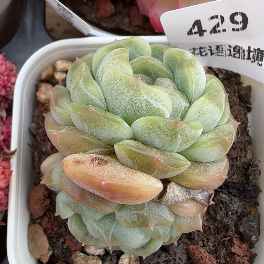 花语逸境0213-429