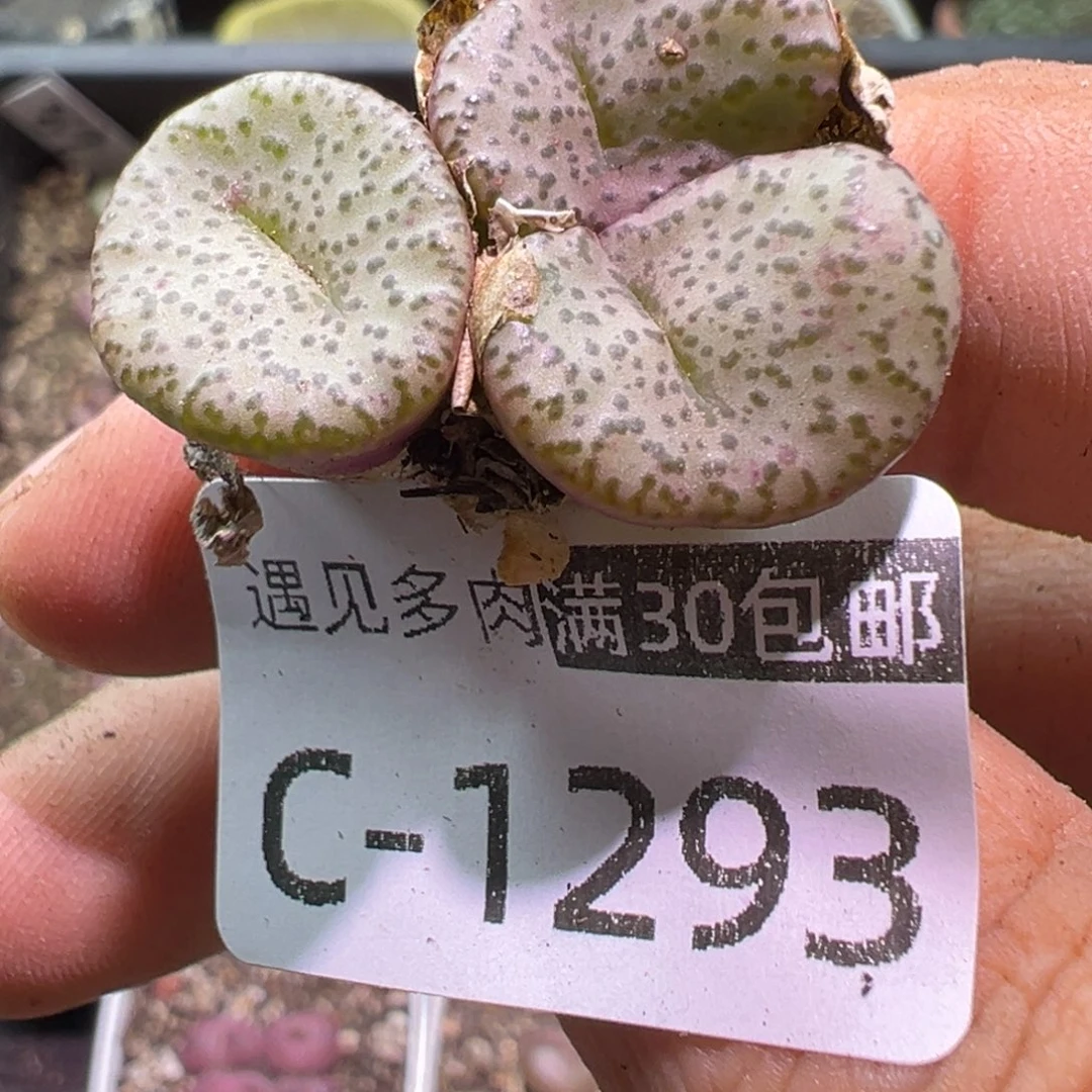 多肉植物11111111111111