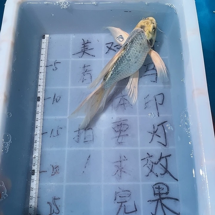 蝴蝶鲤鱼渔场直发88