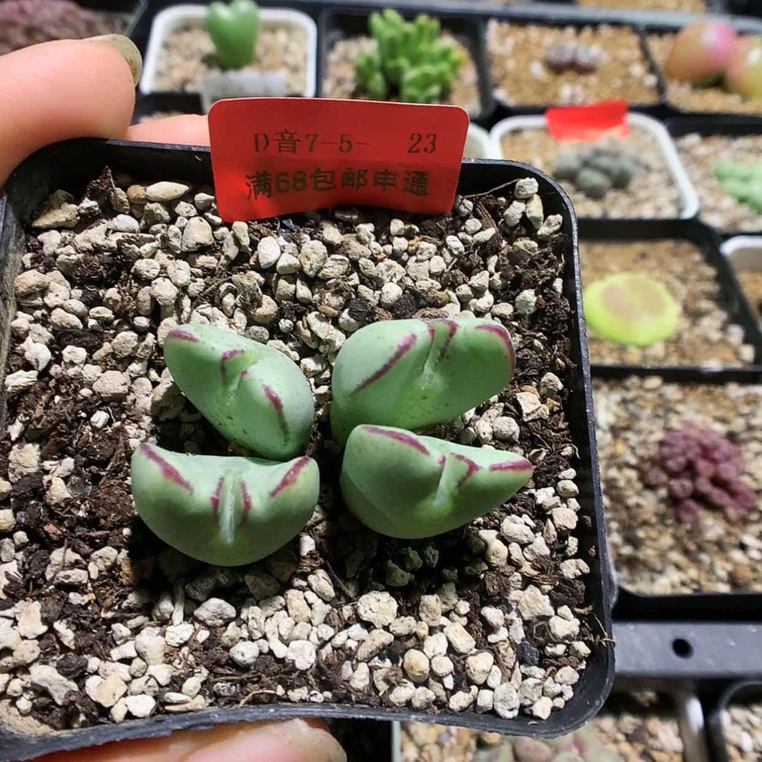 【闪购商品】7-5-23 少将一群特 40