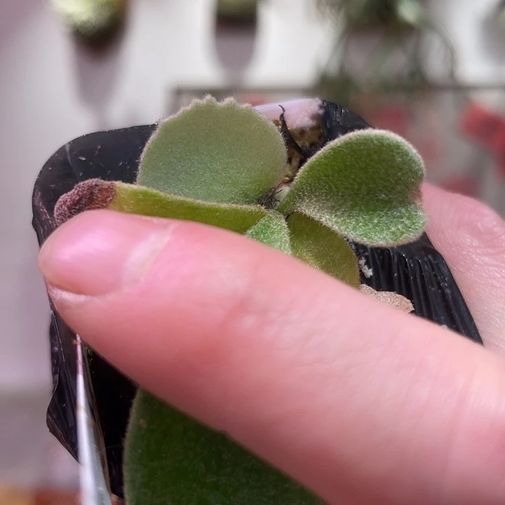 无花朵鹿王ar孢子苗