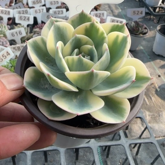 572玉蝶锦一物一拍多肉