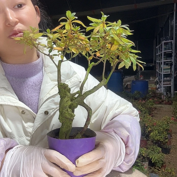 万***庄无花朵映山红杜鹃