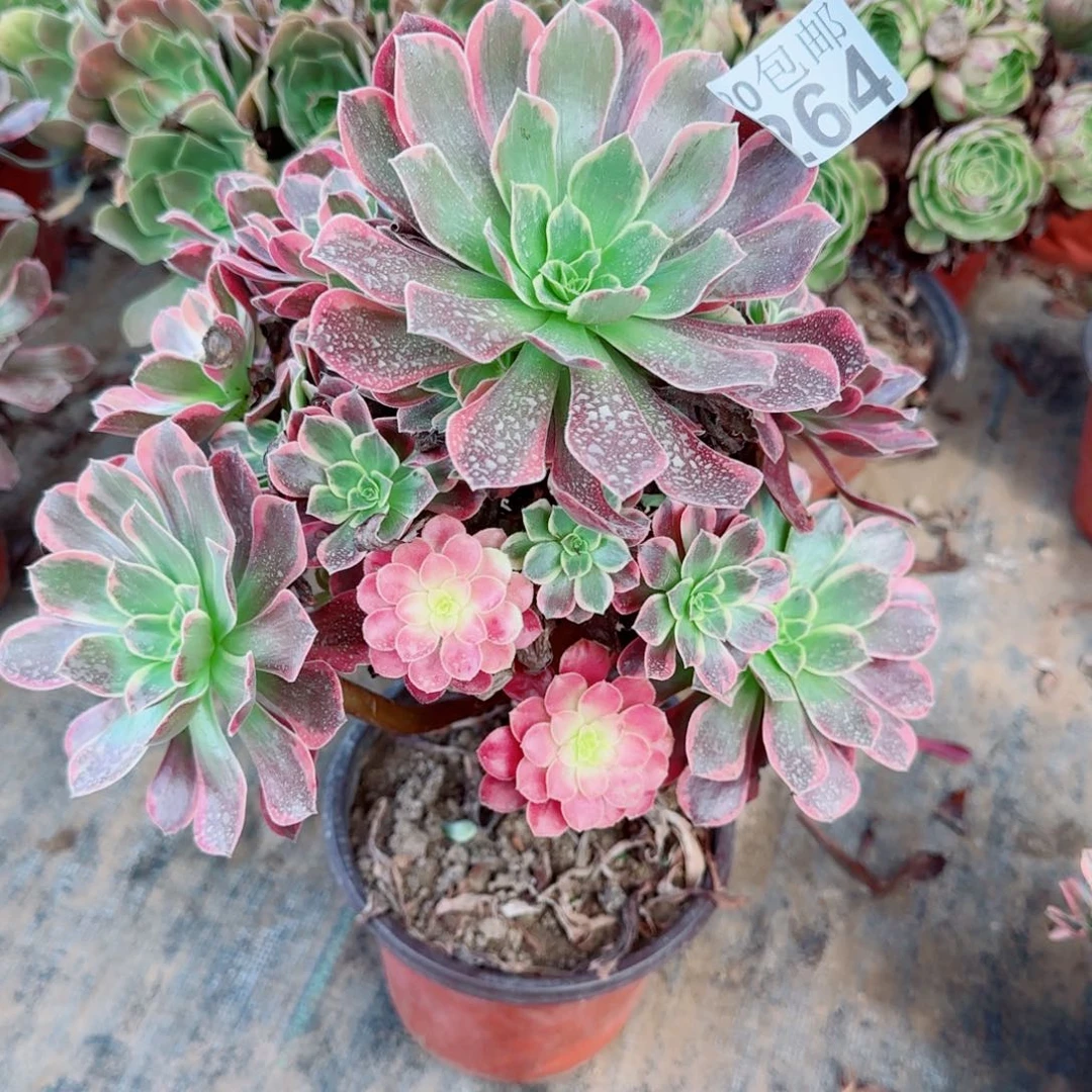 金丝264满20包邮断枝不包