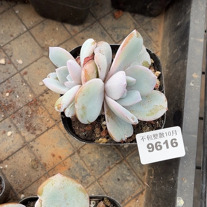 阿雅园艺。      9616奶茶