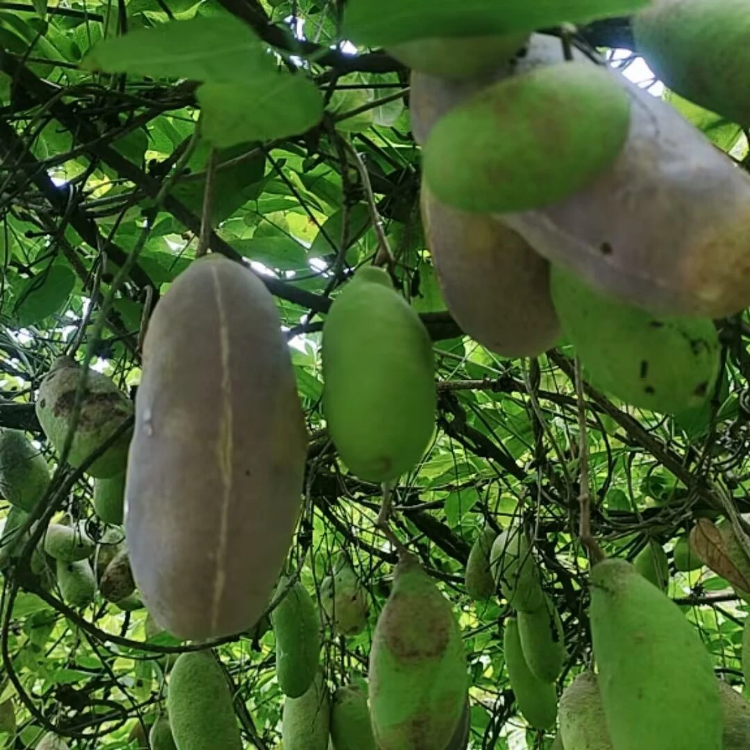 贵州原生态八月瓜拍下订单多发一斤