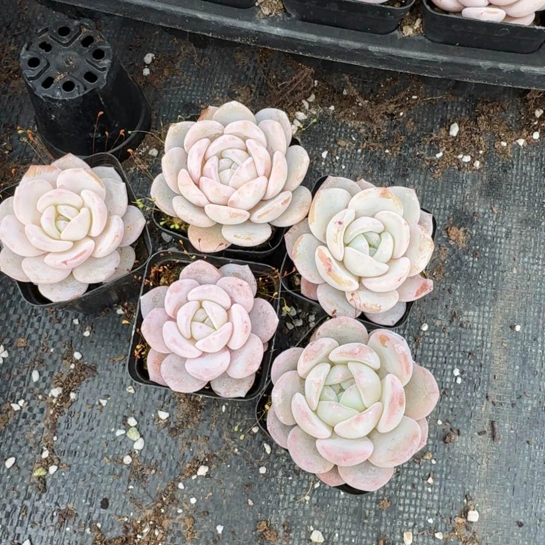 五颗奶盖量拍23-24