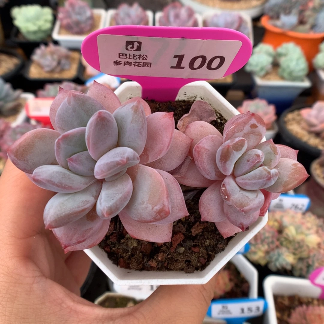 100双头星星雪石化多肉