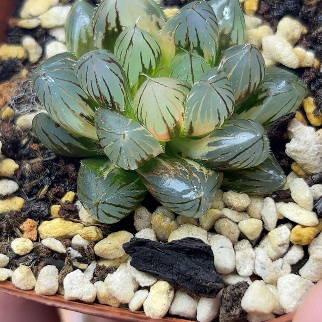 霓虹灯锦十二卷多肉植物