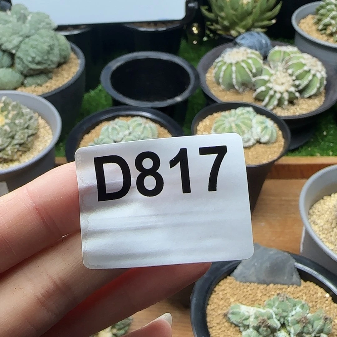 光琳推荐仙人球专拍