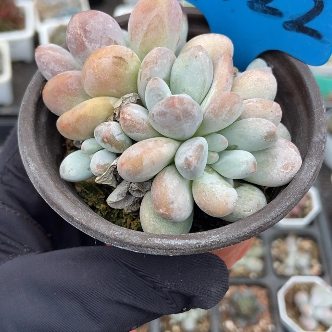 1022香水多肉植物多肉