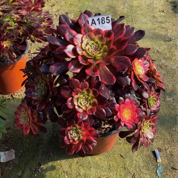 烟花多肉植物185