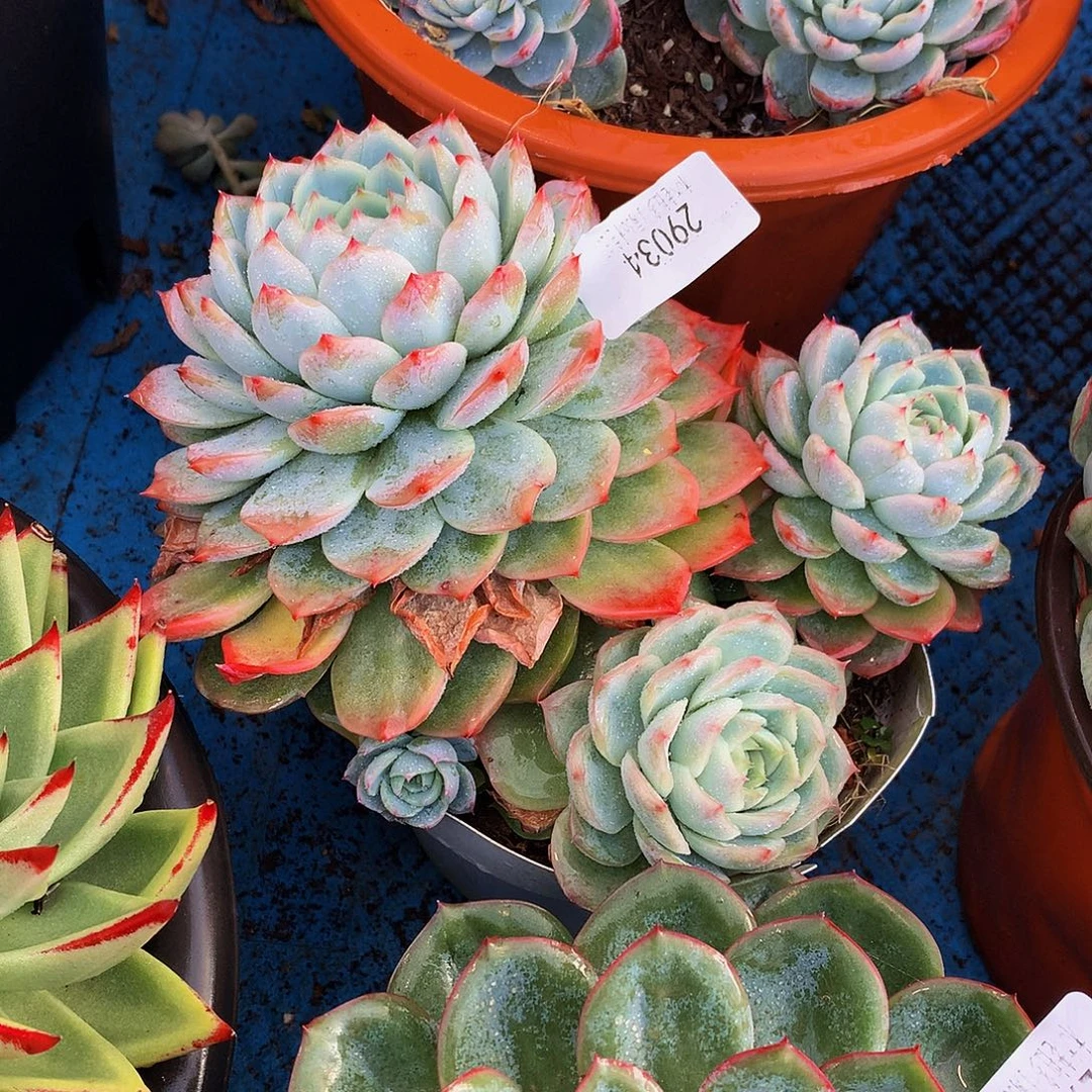 思***恋     孤星多肉29034