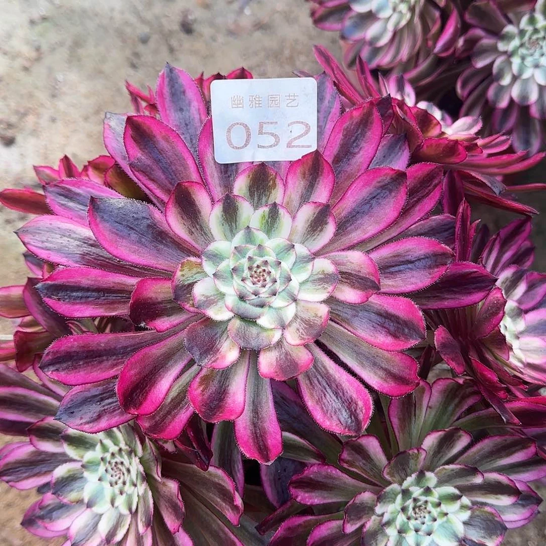 多肉植物琉璃052