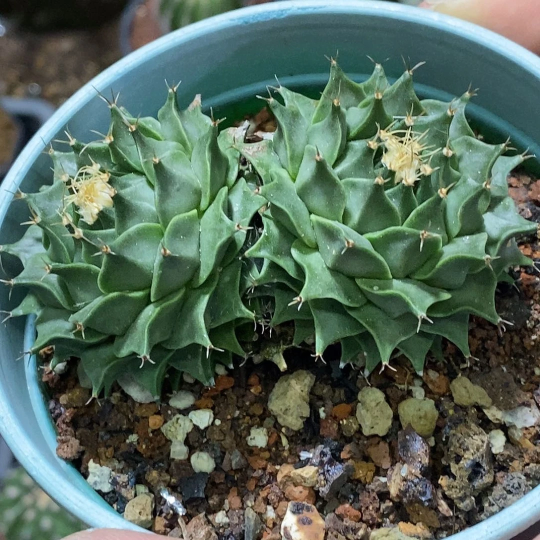 孤品实生特选株双头帝冠福利8cm