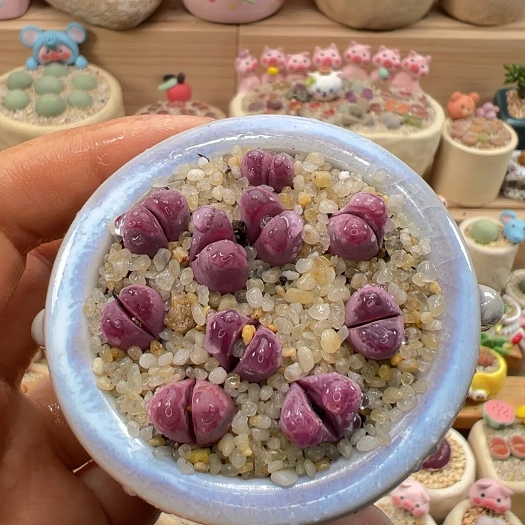 多肉植物23号紫色