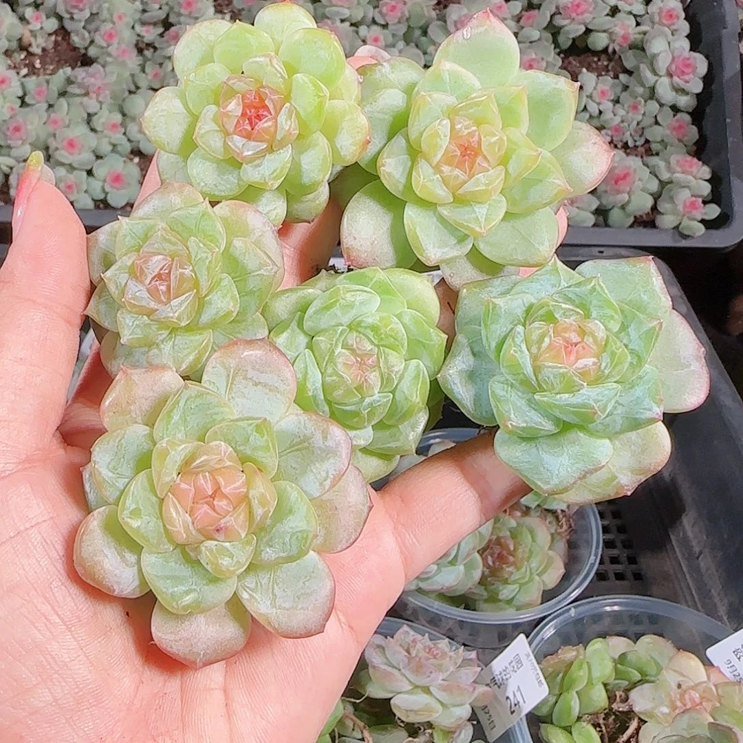 0925---244 糖心珍妮
