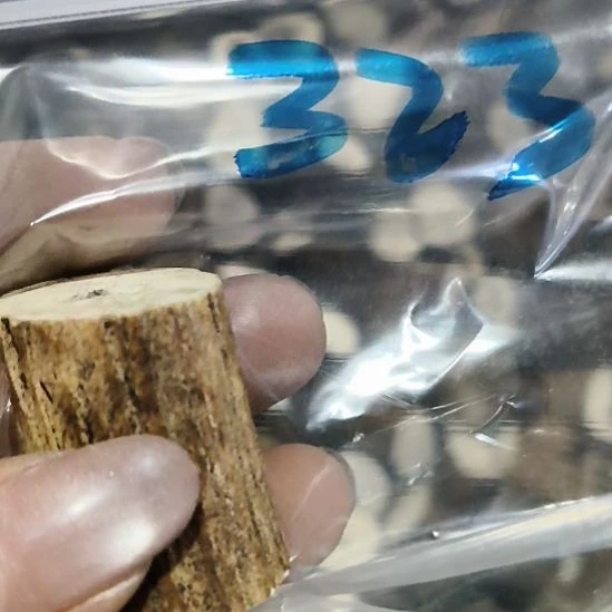 闷***猪非金属无鹿角鹿角鹿角