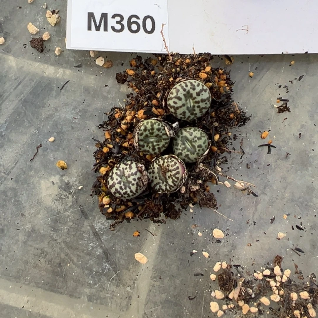 1-19量拍m360泡泡安贞一颗