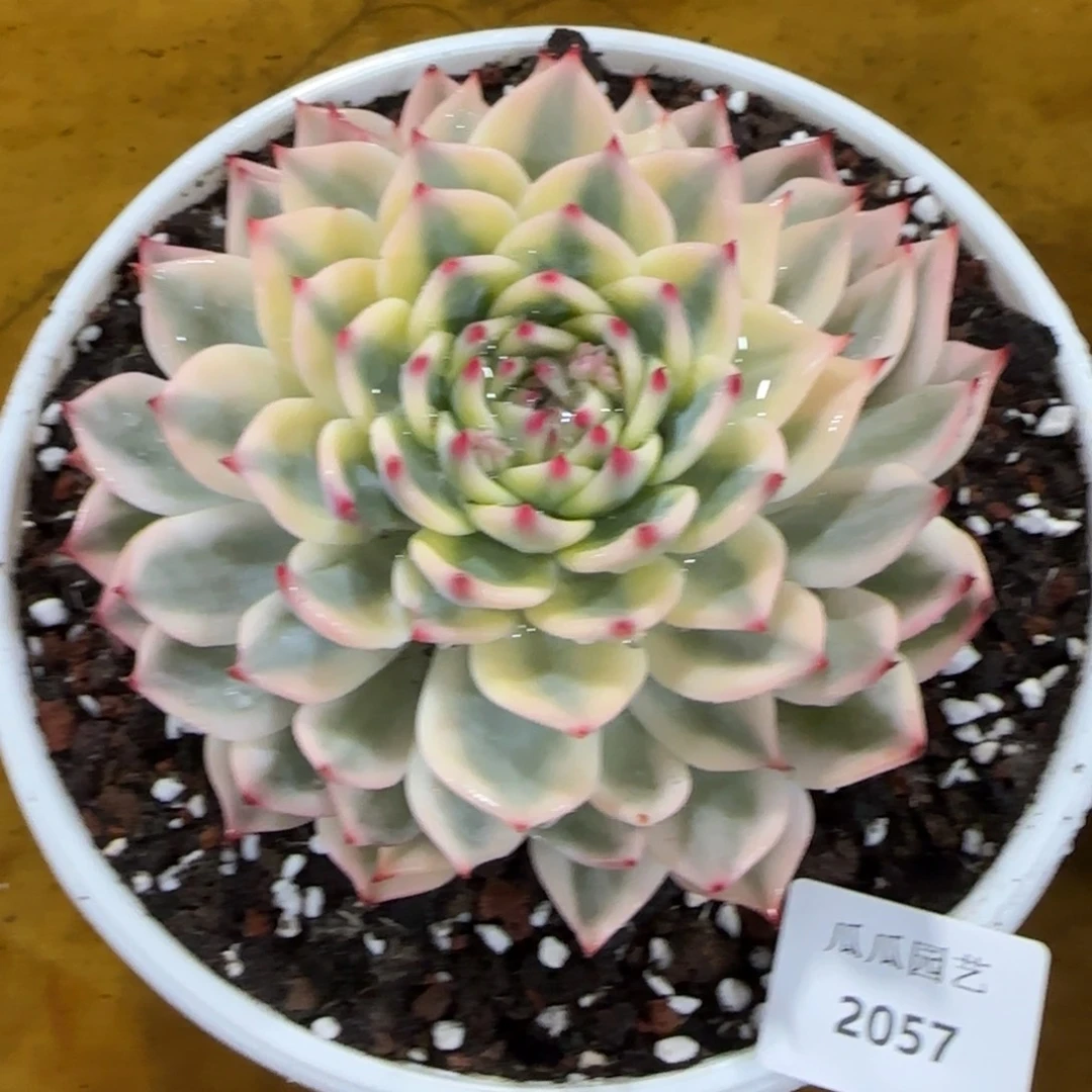 2057吉娃娃锦多肉植物的