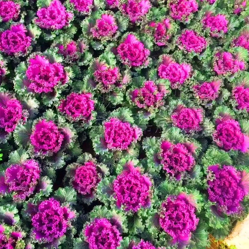 (新疆西藏包邮)羽衣甘蓝种秋冬季耐寒园林观赏花种子阳台盆栽种孑