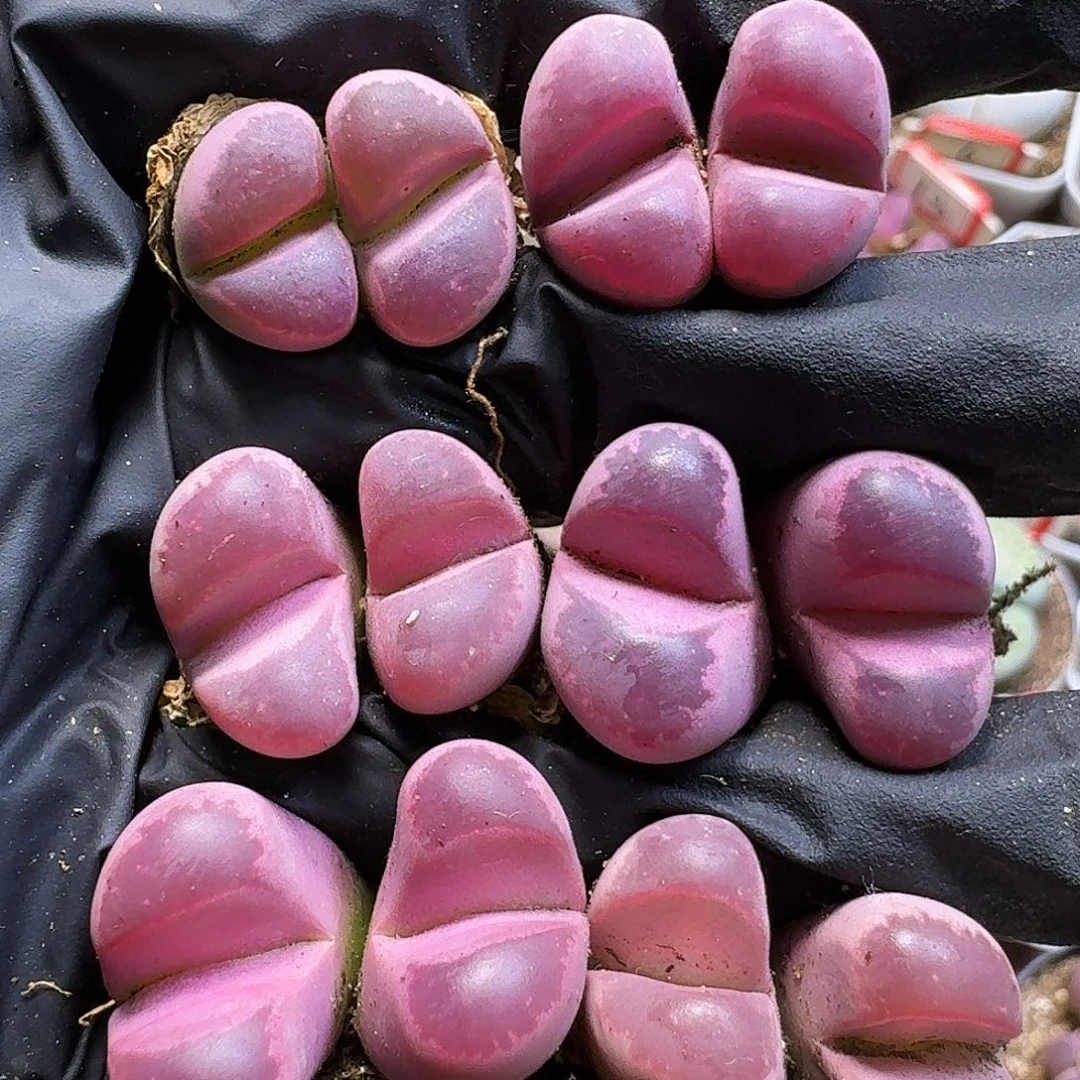 生石花111111。 273