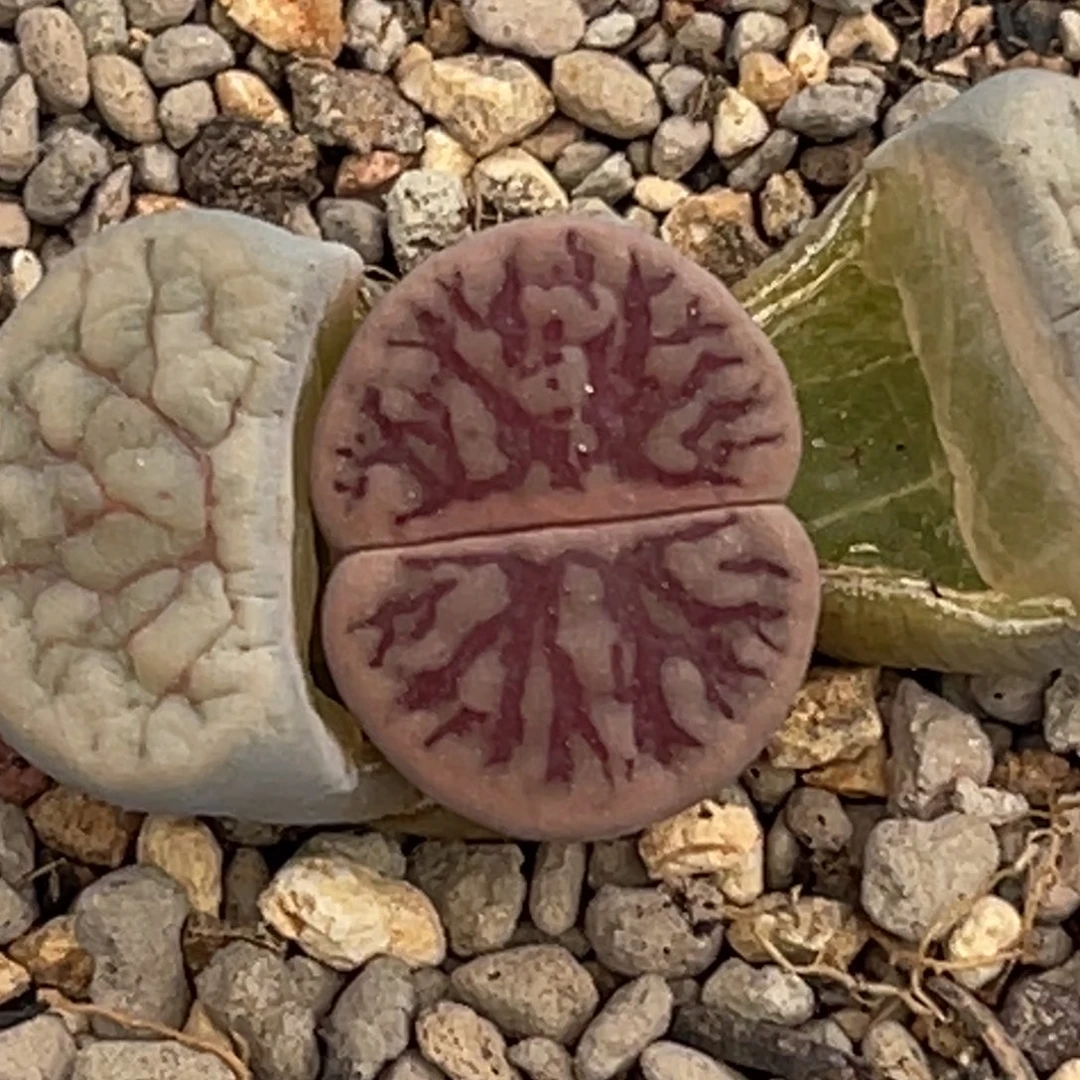 8668粗红纹线招福一颗