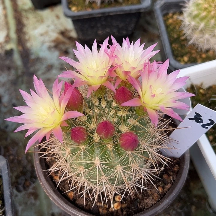 直***狮302逆龙绿粉花，，，，