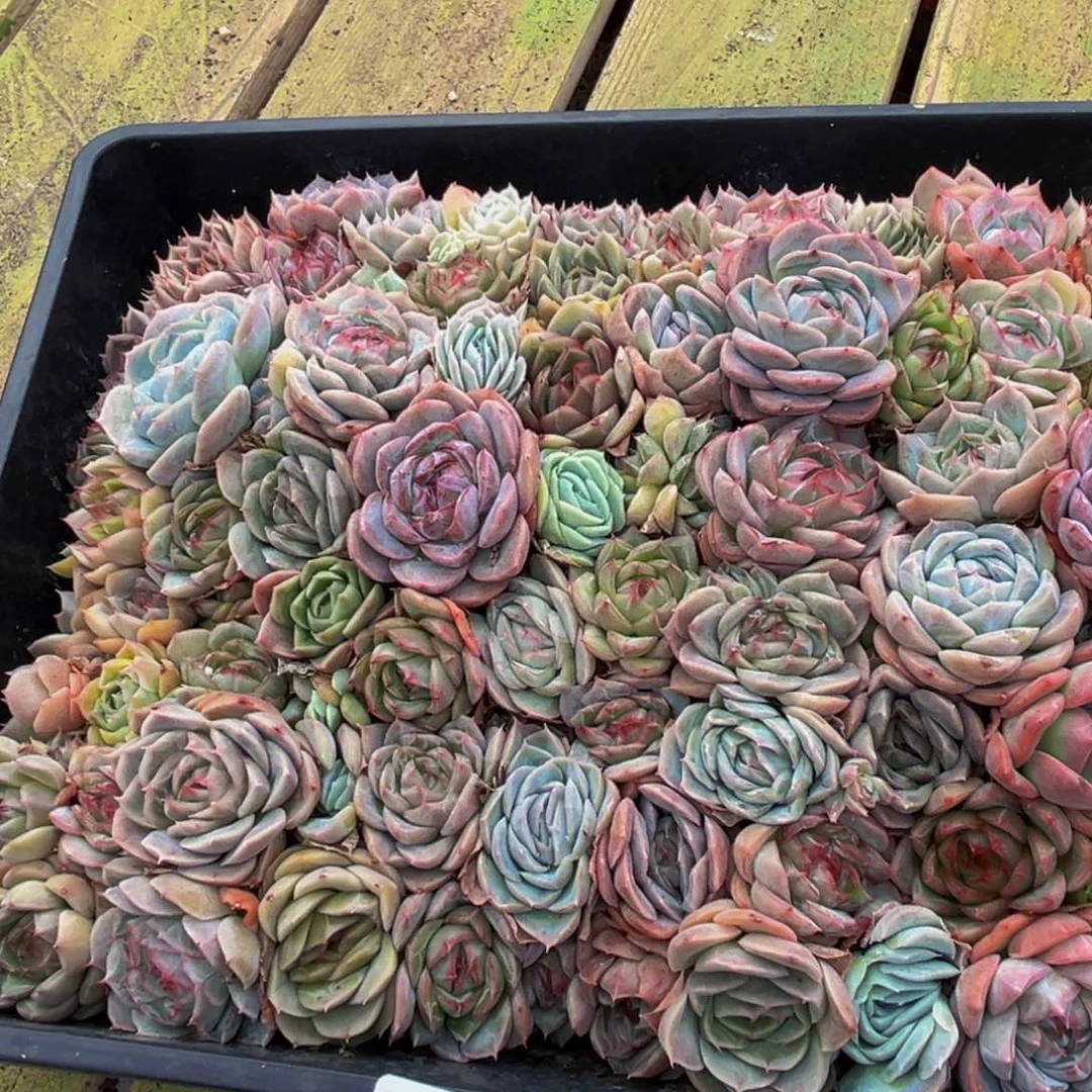 ℡****487多肉植物和植物在这里
