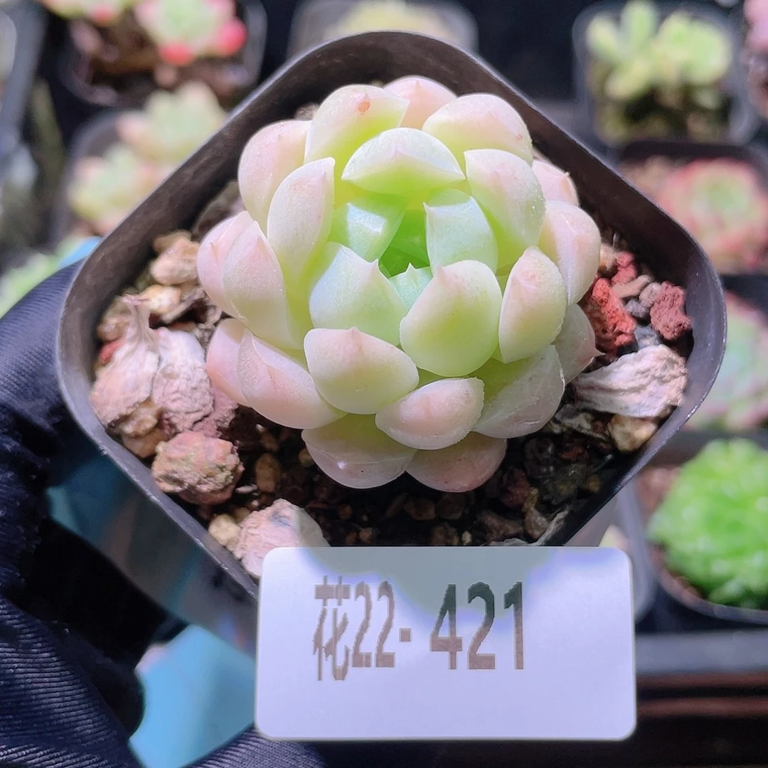 花利美22-421明月心