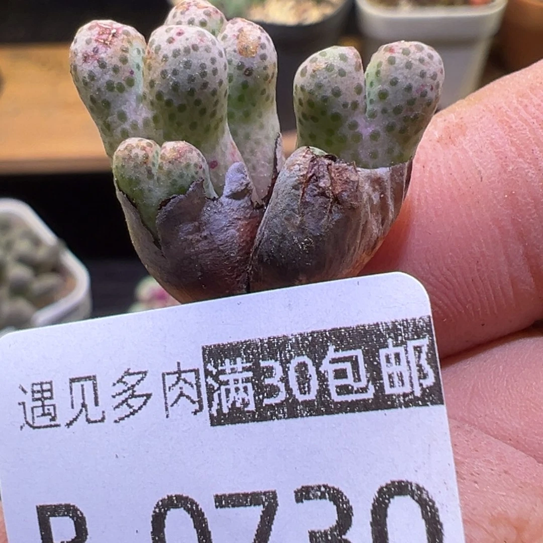 多肉植物111111111111