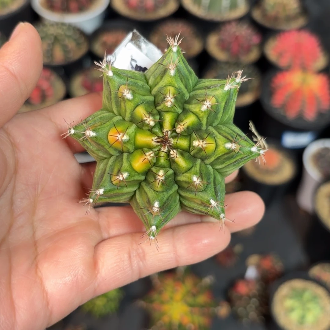 泰系米哈仙人球67号